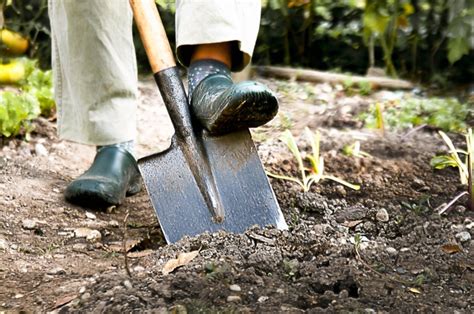 樹木植栽|【植栽方法】庭木の適切な植え方を徹底解説！